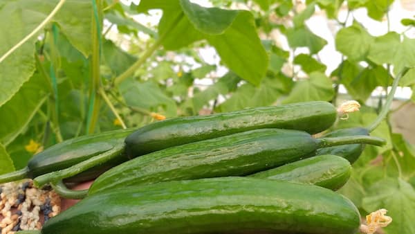 تصویر 4 از خرید خیار سبز گلخانه ای  + قیمت فروش استثنایی